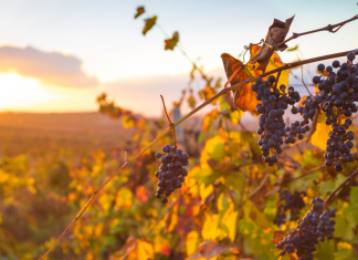 Consorzio di tutela Dop Suvereto e Val di Cornia Wine