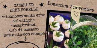La canapa e le sue sorelle