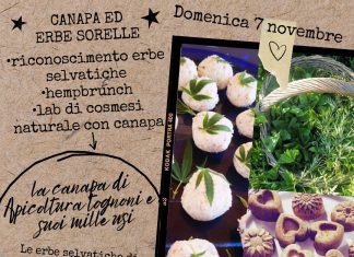 La canapa e le sue sorelle