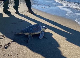 tartaruga caretta caretta