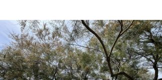 fortullino