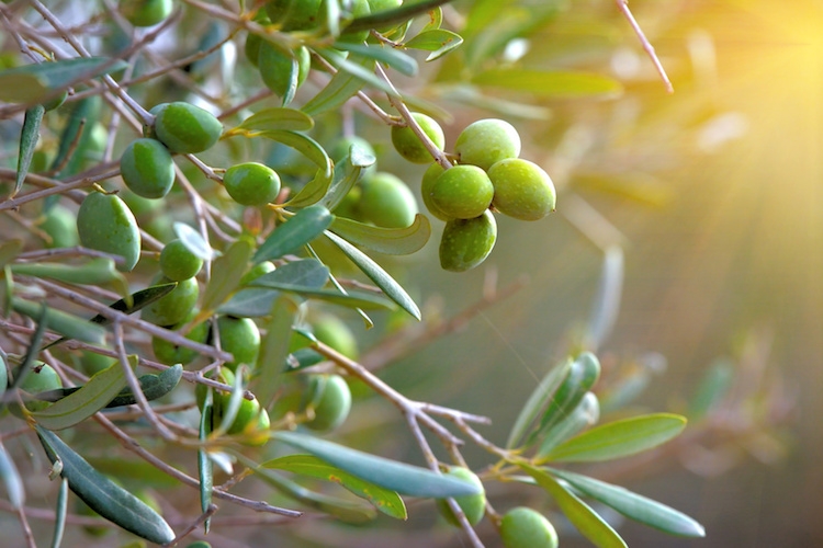 potatura degli olivi