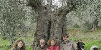 le germandine