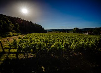 tramonti in vigna