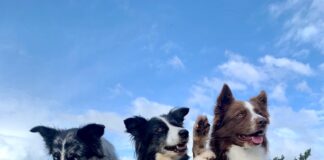 dog dance