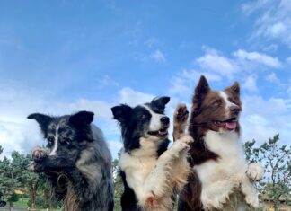 dog dance