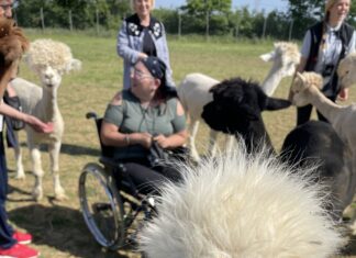 alpaca