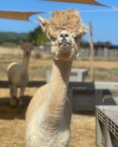 alpaca