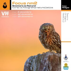 Vpf presenta Focus nm2