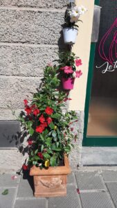 ripafiorita