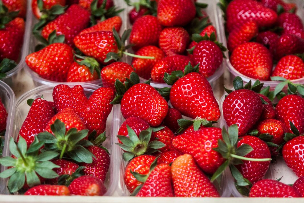 fragola fragola