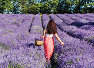 lavanda festival