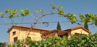 quercialuce vino riparbella