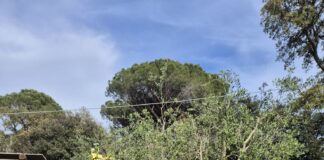 Villanoviana Bolgheri addio al nubilato