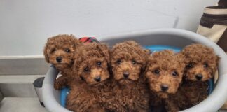 enjoy poodle allevamento barboni
