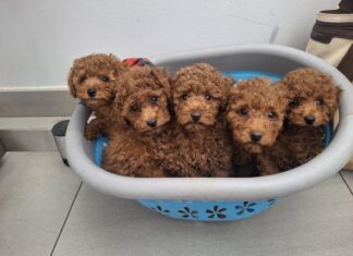 enjoy poodle allevamento barboni