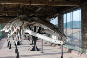 museo storia naturale certosa di Calci