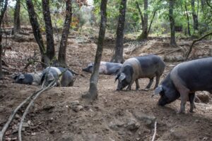 Macelleria Agricola Patrone