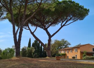 riparbella le serre anello del vino