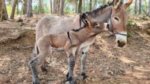 le serre bio Riparbella