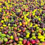le serre bio Riparbella